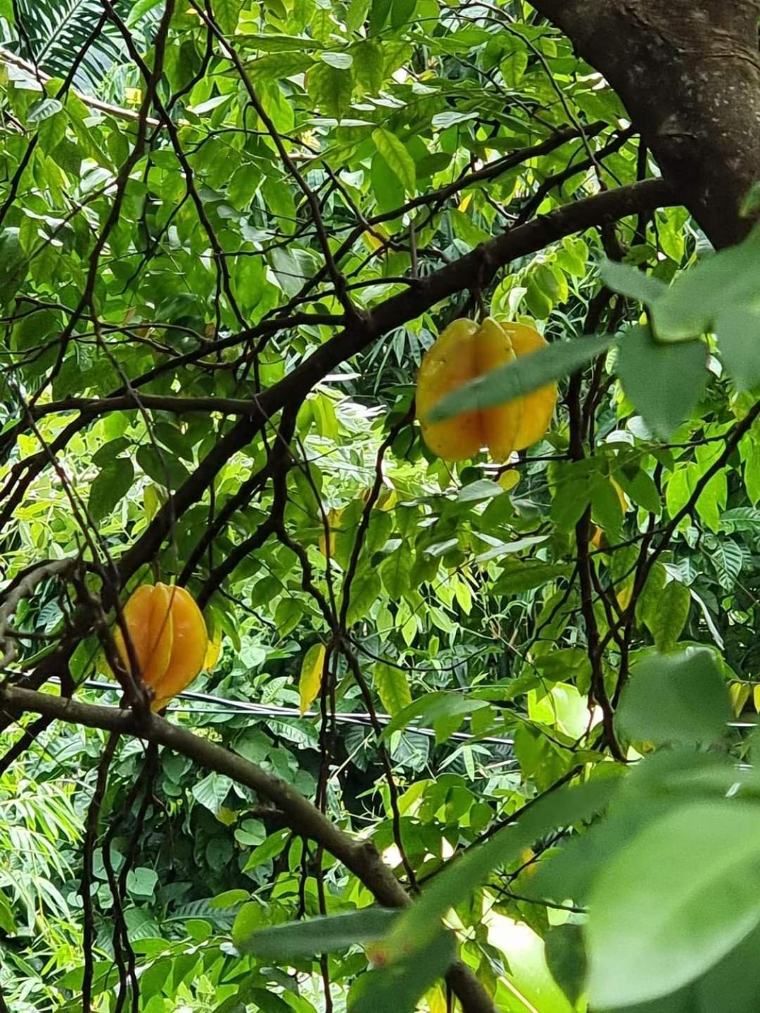 Hibiscus Valley Inn Marigot المظهر الخارجي الصورة