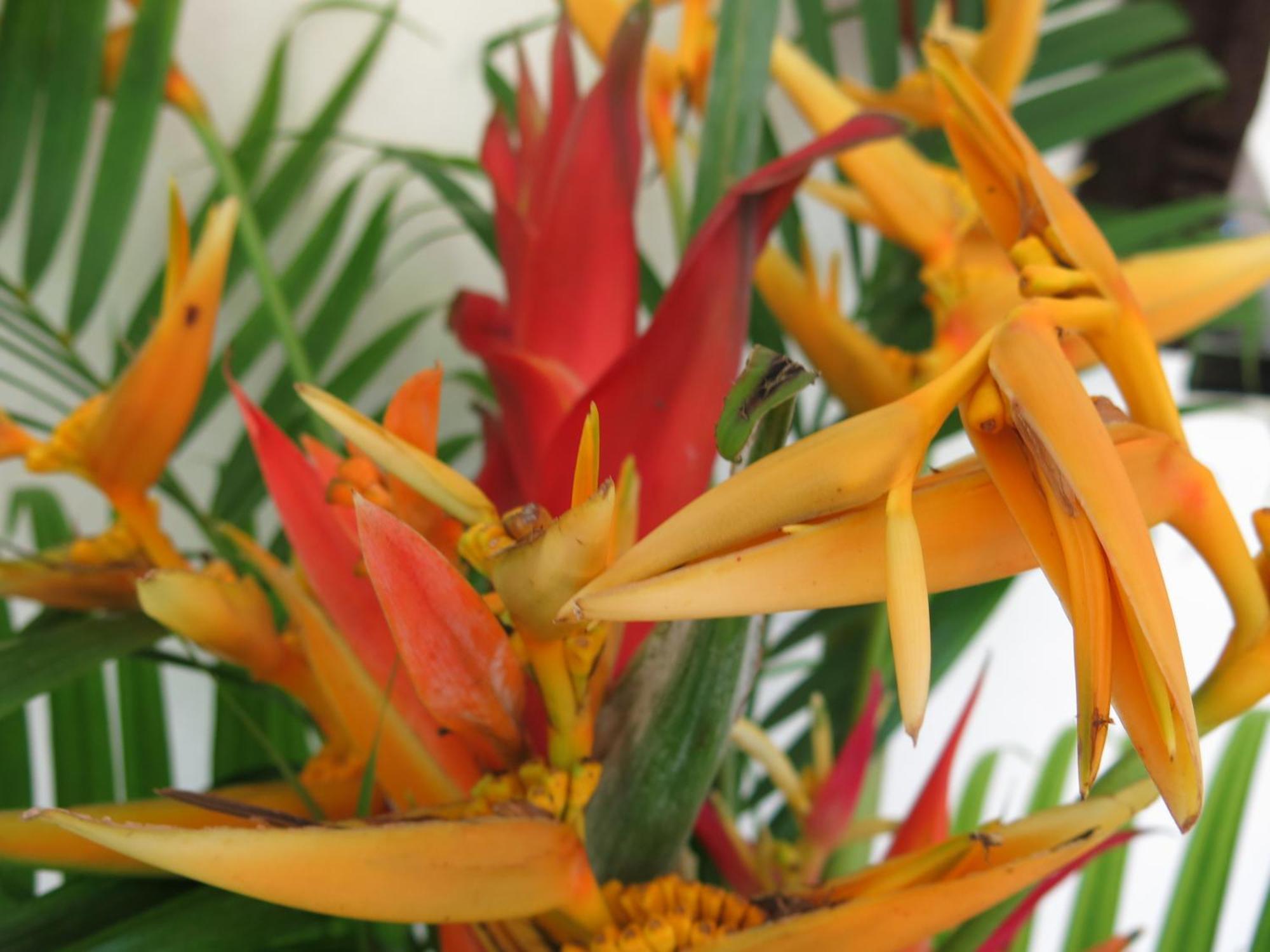 Hibiscus Valley Inn Marigot المظهر الخارجي الصورة