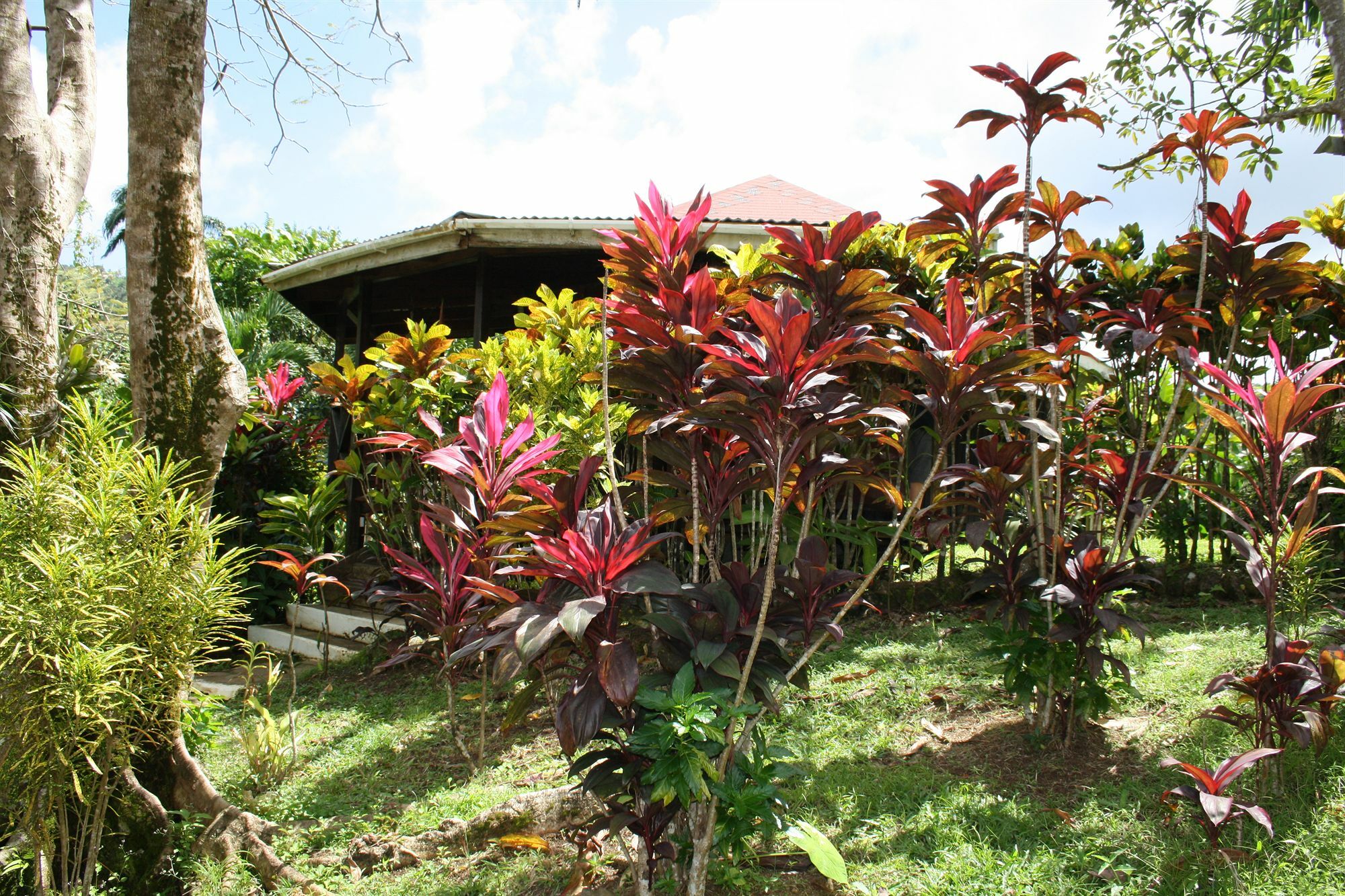 Hibiscus Valley Inn Marigot المظهر الخارجي الصورة